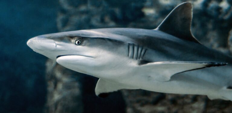Κορονοϊός: Απειλούνται 500.000 καρχαρίες από την παραγωγή εμβολίου