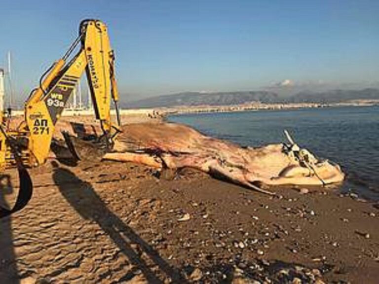 Νεκρή φάλαινα στην Ακτή Πειραϊκής