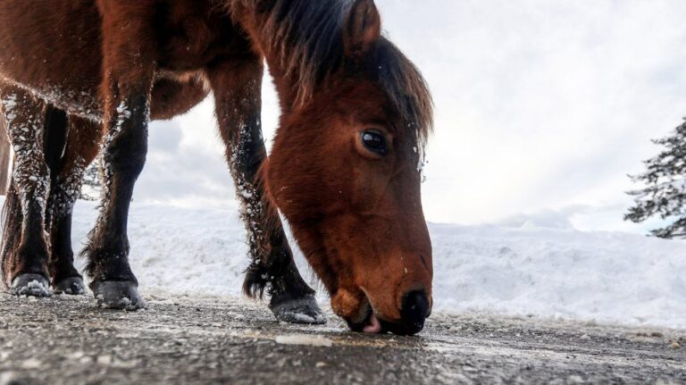 Ηράκλειο – Κακοποίηση αλόγου: Αυτόφωρο και 30.000 ευρώ πρόστιμο στον ιδιοκτήτη