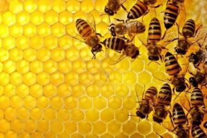 Αλλαγή σκυτάλης έδωσαν οι αγρότες στους μελισσοκόμους