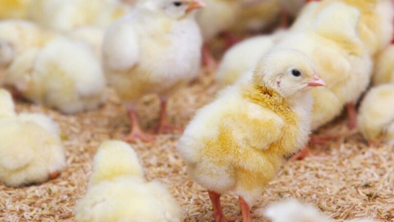 Ολλανδία : Περίπου 65.000 κοτόπουλα θα θανατωθούν μετά τον εντοπισμό μεταδοτικού στελέχους γρίπης πτηνών