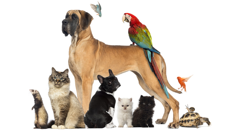 Στη Βουλή το Σχέδιο Νόμου για την ευζωία των ζώων συντροφιάς