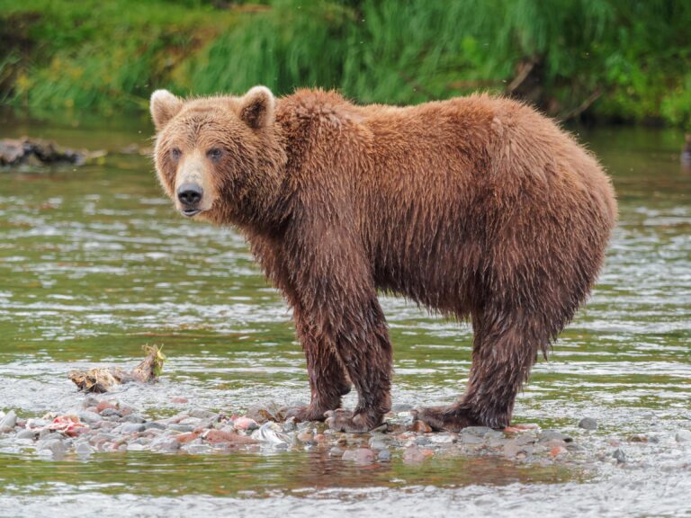 Φλώρινα: Σκότωσαν αρκούδα στο  Βροντερό Πρέσπας
