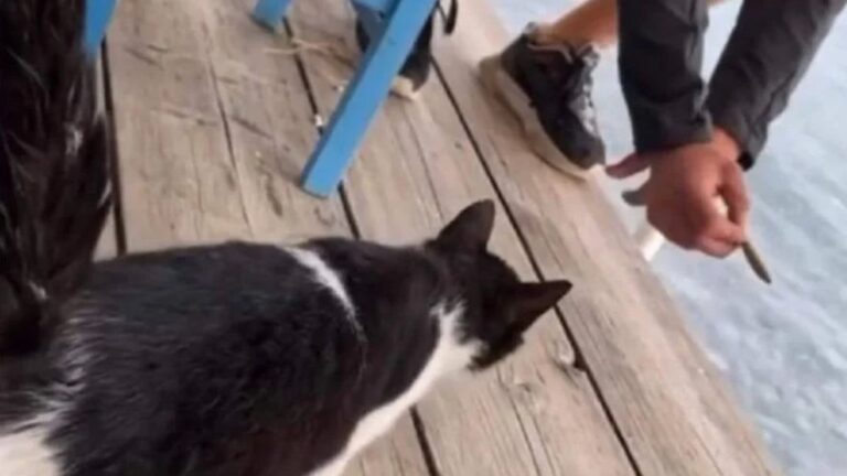 Συνελήφθη ο 30χρονος που έριξε τη γάτα στη θάλασσα – Και στο παρελθόν είχε κακοποιήσει ζώα