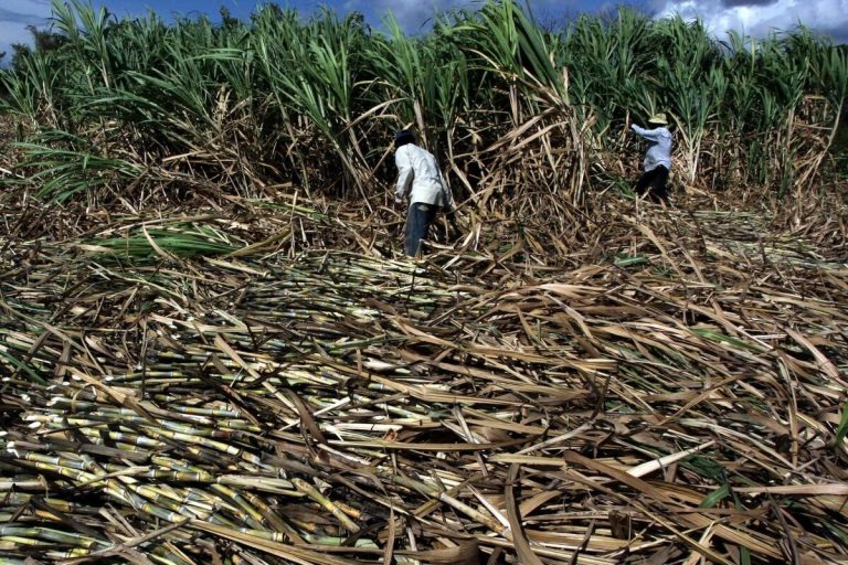 Οι ΗΠΑ μπλοκάρουν τις εισαγωγές ζάχαρης από τη Δομινικανή Δημοκρατία, επικαλούμενες την καταναγκαστική εργασία