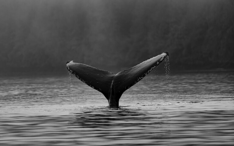 Οι φάλαινες εγκαταλείπουν την περιοχή της Αρκτικής λόγω της υποβρύχιας ηχορύπανσης