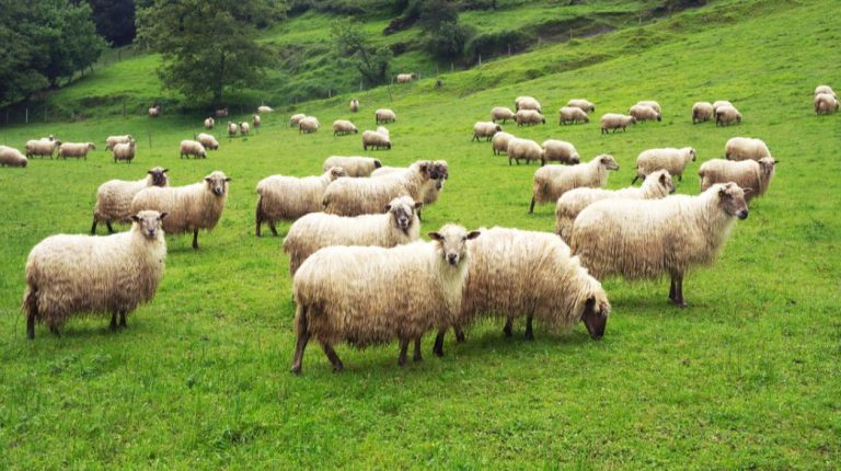 Στην εξασφάλιση του ακατάσχετου της ενίσχυσης των 89 εκατ. ευρώ προς τους κτηνοτρόφους προχώρησε η Κυβέρνηση