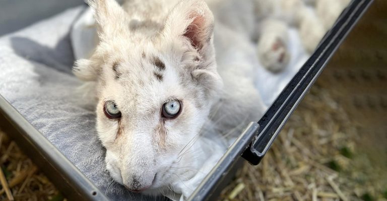 Το λαθρεμπόριο άγριων ζώων εξελίσσεται σε μια βιομηχανία με τζίρο δισεκατομυρίων ευρώ