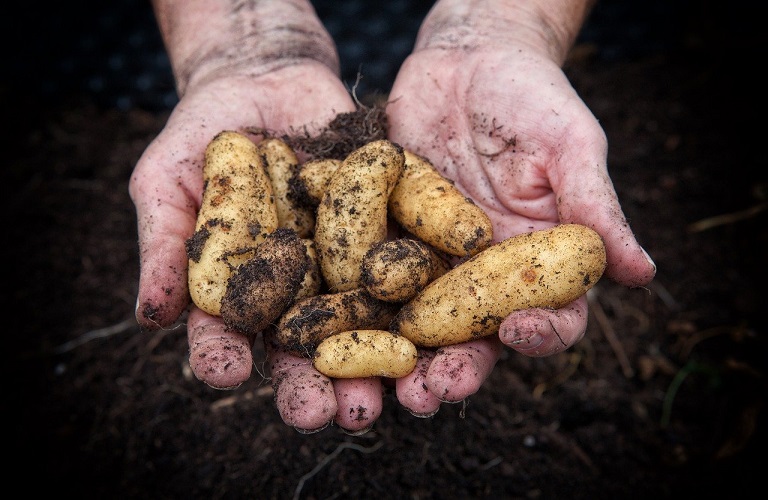 Ξεσηκώθηκαν οι παραγωγοί πατάτας της Μεσσήνης για τις αθρόες εισαγωγές