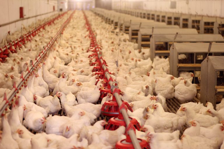 SOS από τον πτηνοτροφικό κλάδο: Απειλείται με λουκέτο πάνω από το 50% των επιχειρήσεων