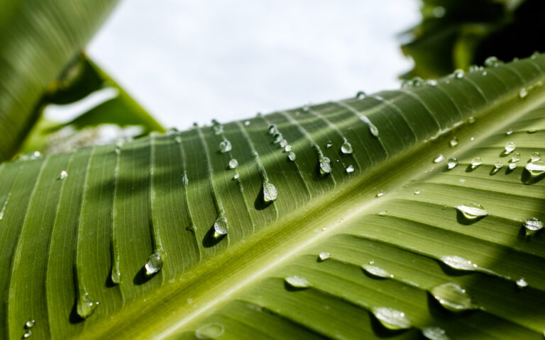 Ιταλοί ερευνητές ανέπτυξαν ένα σύστημα που ενσωματώνεται σε φυτά και παράγει ηλεκτρισμό από τις σταγόνες της βροχής