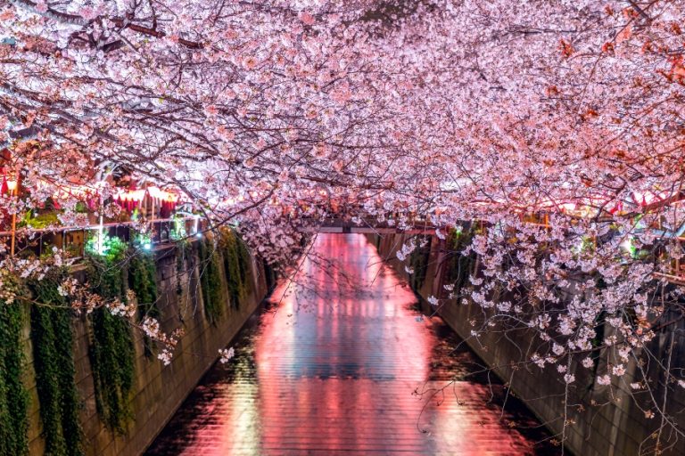 Άνθισαν οι κερασιές στο Τόκυο – 10 μέρες νωρίτερα η περίοδος ανθοφορίας