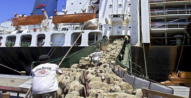 Η Νέα Ζηλανδία θα απαγορεύσει την εξαγωγή ζώντων ζώων δια θαλάσσης από τις 30 Απριλίου