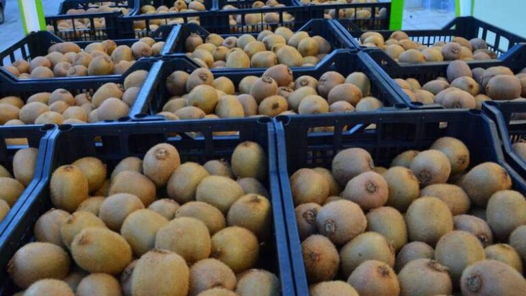 Στο +33% η αξία των ελληνικών εξαγωγών φρούτων στην Ισπανία το 2022