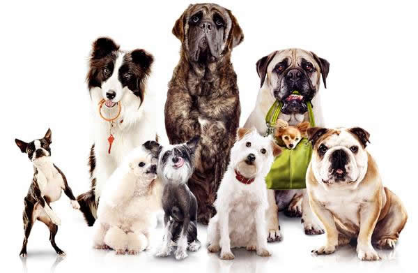 Φεστιβάλ Φιλοζωίας: Το Πεδίο του Άρεως θα γεμίσει σκύλους το Σαββατοκύριακο 23 και 24 Σεπτεμβρίου