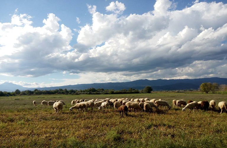 Γιατί η ελληνική κτηνοτροφία βρίσκεται «σε κατάσταση κινδύνου»