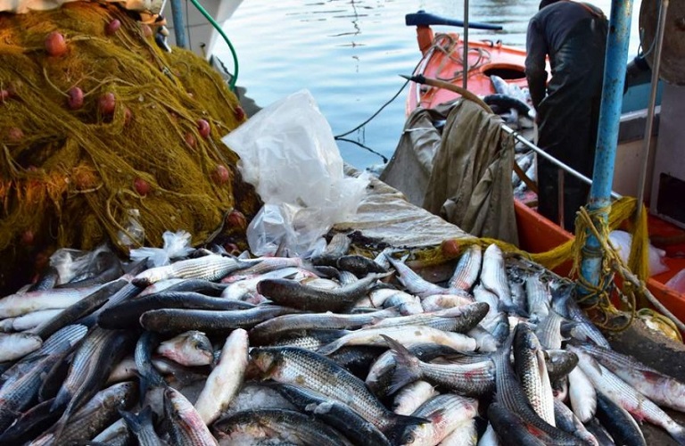 Ελλάδα: Στη 2η θέση για τα αλιεύματα της ΕΕ στη Μεσόγειο και τη Μαύρη Θάλασσα