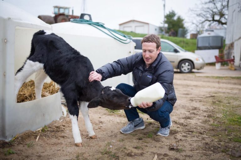 Αυτό κι αν είναι αλλαγή: Ο Μr Facebook Mark Zuckerberg εκτρέφει βοοειδή στη Χαβάη