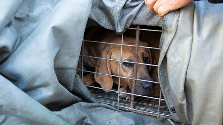 Προχωράει ο κόσμος; – Η Νότια Κορέα απαγορεύει τον απαγχονισμό και το εμπόριο κρέατος σκύλου