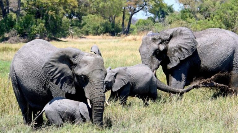 Αυτή κι αν είναι απειλή: Ο πρόεδρος της Μποτσουάνα απειλεί να στείλει 20.000 ελέφαντες στη Γερμανία