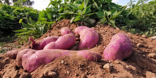 Μαφιόζοι για … εκλεκτικούς: Βύθιζαν γαλλικές πατάτες σε κόκκινο χώμα για να φαίνονται ειδικής, ακριβής ποικιλίας