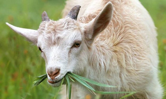 Ο κτηνοτρόφος από τις Σέρρες που παίζει μουσική στα πρόβατα και τα κατσίκια του για καλύτερη παραγωγή