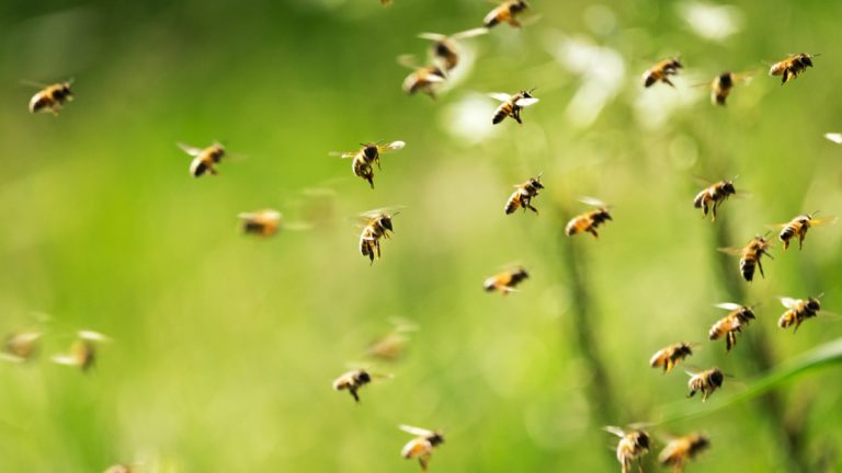 Εσείς το γνωρίζατε; Αν εξαφανιστούν οι μέλισσες, ο άνθρωπος έχει μόνο 4 χρόνια ζωής