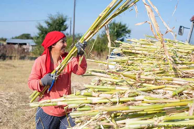 Oι γυναίκες από την Ξάνθη που αναβιώνουν την ξεχασμένη καλλιέργεια του ζαχαροκάλαμου