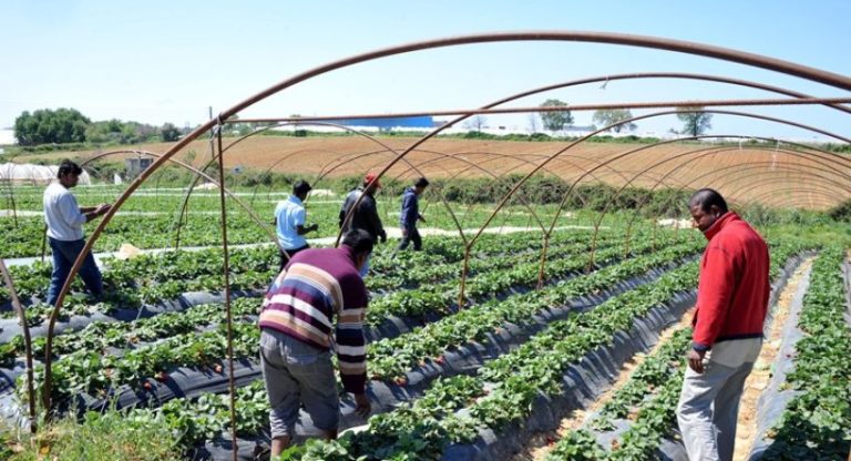 Αιγύπτιοι εργαζόμενοι στον γεωργικό τομέα: Στις 10 Ιουνίου ανοίγει η πλατφόρμα για τους εργοδότες