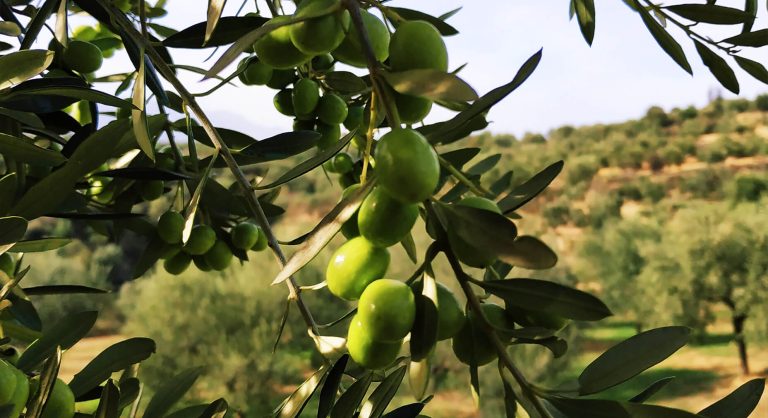 Είναι το ελαιόλαδο της Σπάρτης το φάρμακο για το Αλτσχάιμερ;