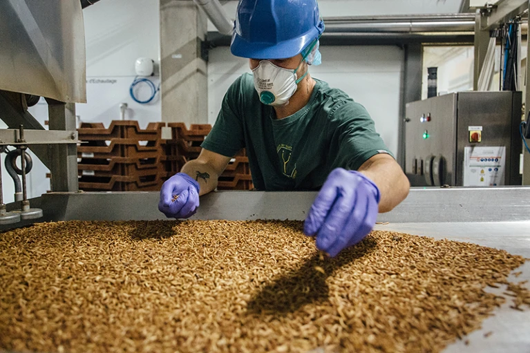 Πώς η Γαλλία μετατρέπεται σε «πατρίδα» της βιομηχανίας εκτροφής εντόμων